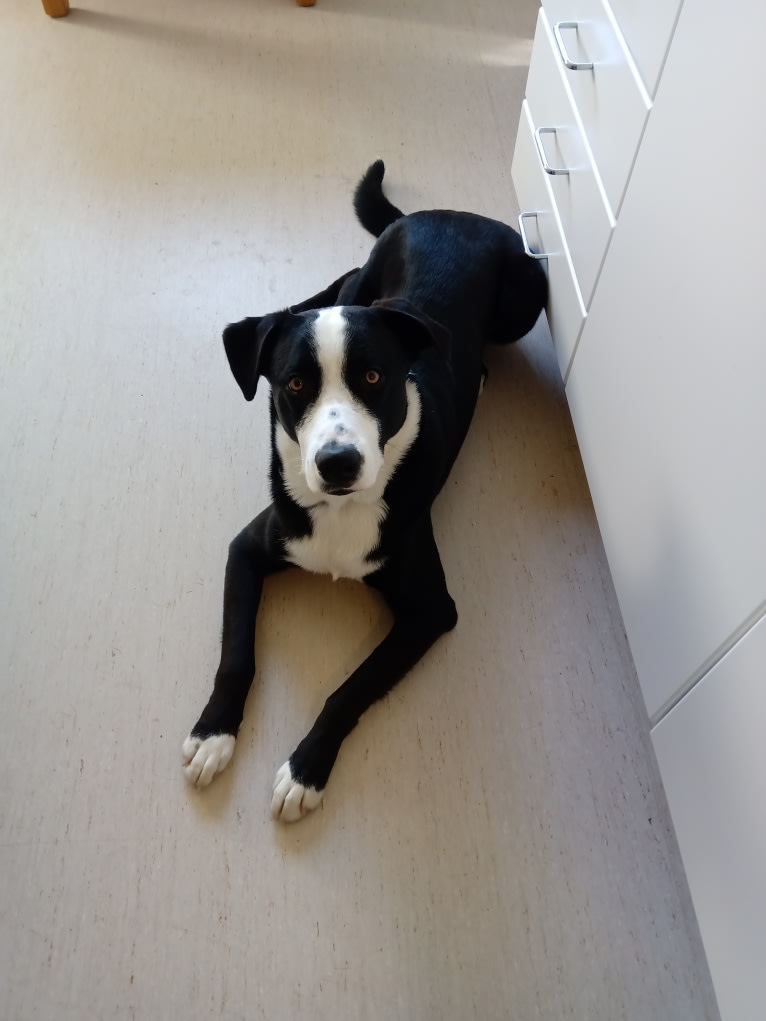 Whisky, an Australian Shepherd and Dalmatian mix tested with EmbarkVet.com