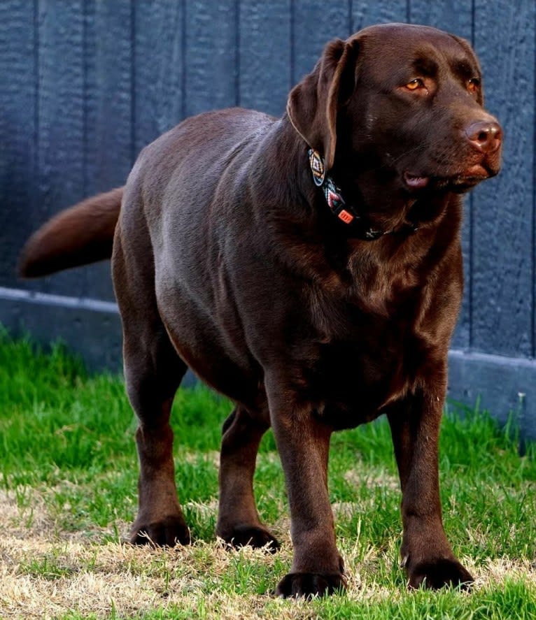 Darsy, a Labrador Retriever tested with EmbarkVet.com