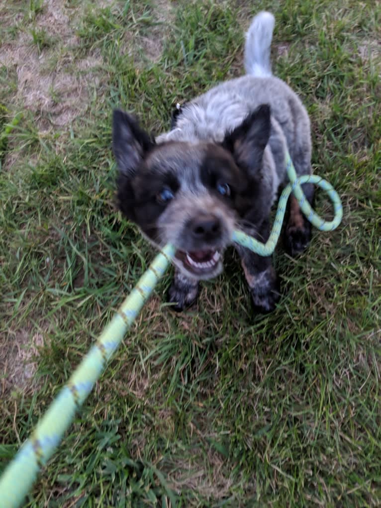 Odin 'stinky butt' Mussatti, an Australian Cattle Dog tested with EmbarkVet.com