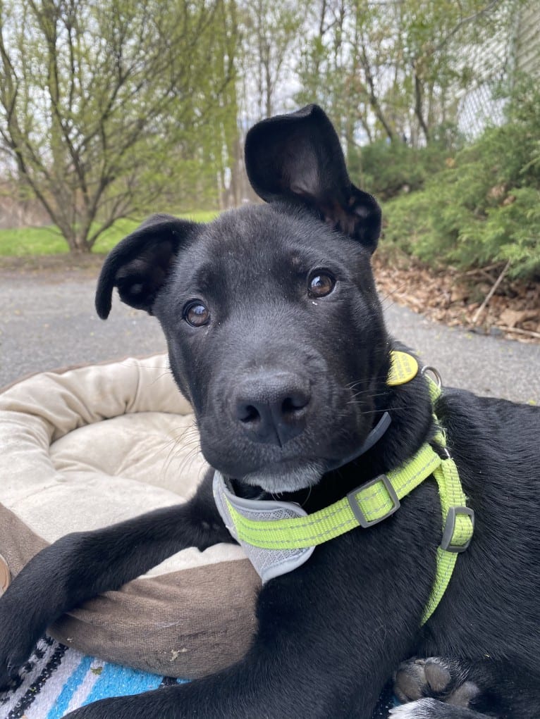 Mooshie, an American Pit Bull Terrier and German Shepherd Dog mix tested with EmbarkVet.com