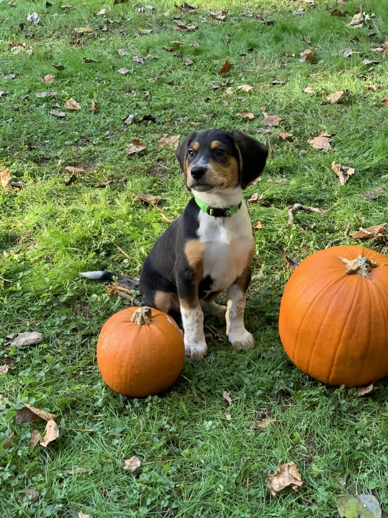 Rooney, a Beagle and Labrador Retriever mix tested with EmbarkVet.com