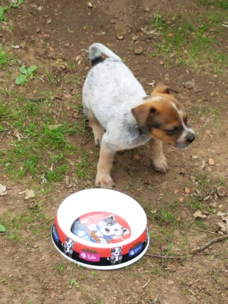 Tulsa Bleu, an Australian Cattle Dog and American Pit Bull Terrier mix tested with EmbarkVet.com