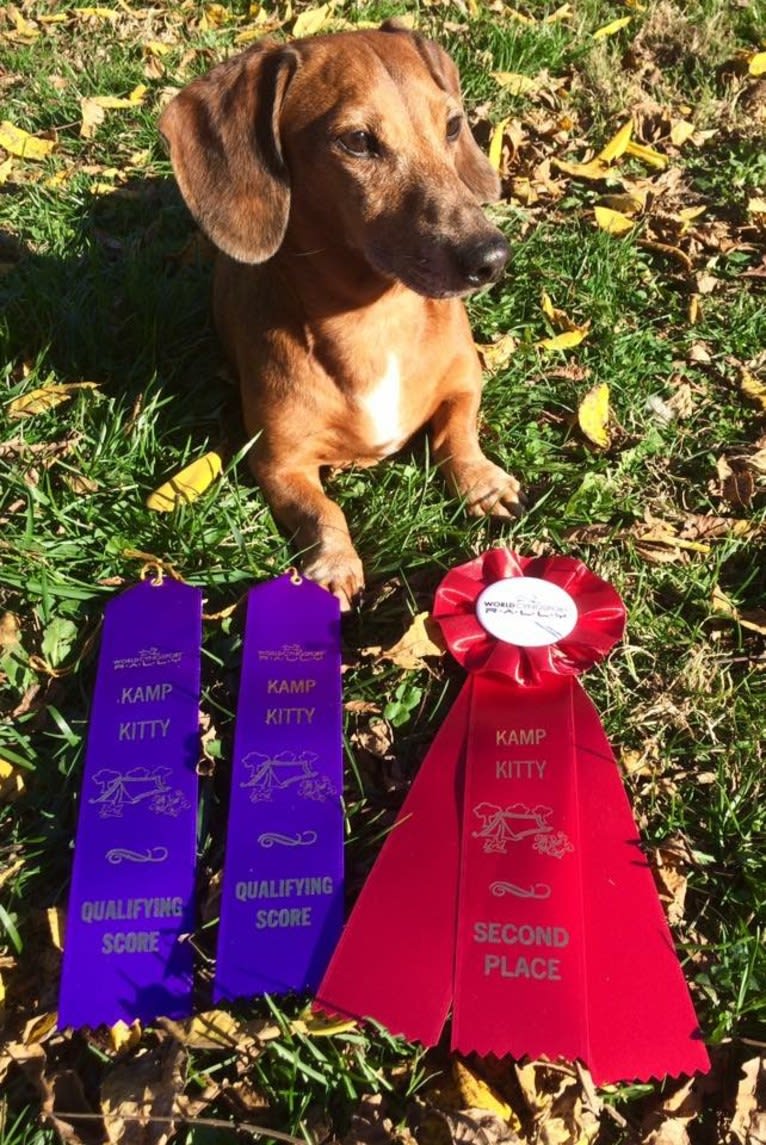 URO3 NI NE Jacob Levi RI SWA SHDNE CGCA TKP RATN RL1X RL2 RLV2X CW-ARA CW-DDA CW-Ob2A, a Dachshund tested with EmbarkVet.com