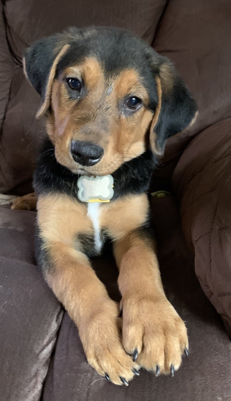 Sullivan, an American Foxhound and Labrador Retriever mix tested with EmbarkVet.com