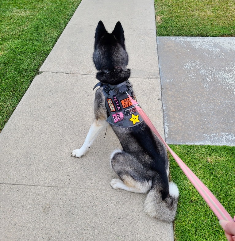 Teyla, a Siberian Husky tested with EmbarkVet.com