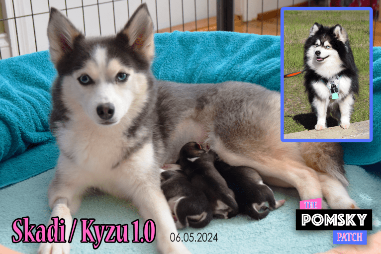 SKADI, a Pomsky tested with EmbarkVet.com