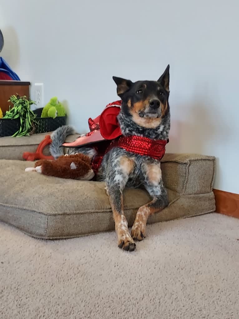 Whoppers, an Australian Cattle Dog tested with EmbarkVet.com
