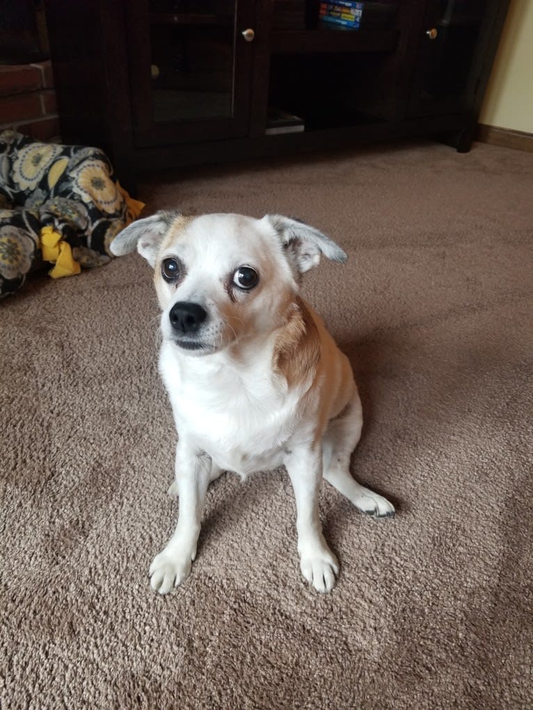 Lacey, a Russell-type Terrier and Chihuahua mix tested with EmbarkVet.com