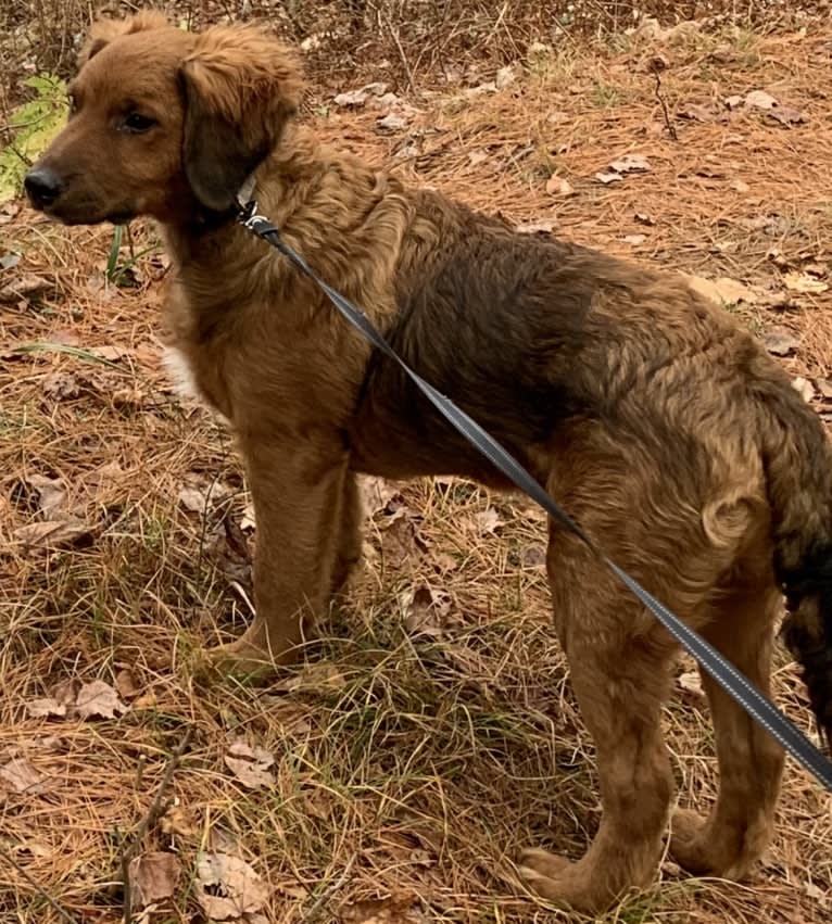 Milkyway Grizzly Adams, a Poodle (Standard) and Australian Cattle Dog mix tested with EmbarkVet.com