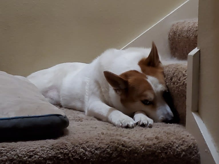 Lucy, an Australian Cattle Dog and Siberian Husky mix tested with EmbarkVet.com