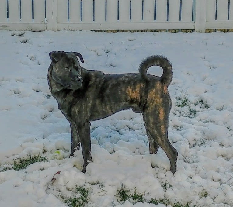 Whiskey Biscuit, a Chow Chow and Boxer mix tested with EmbarkVet.com