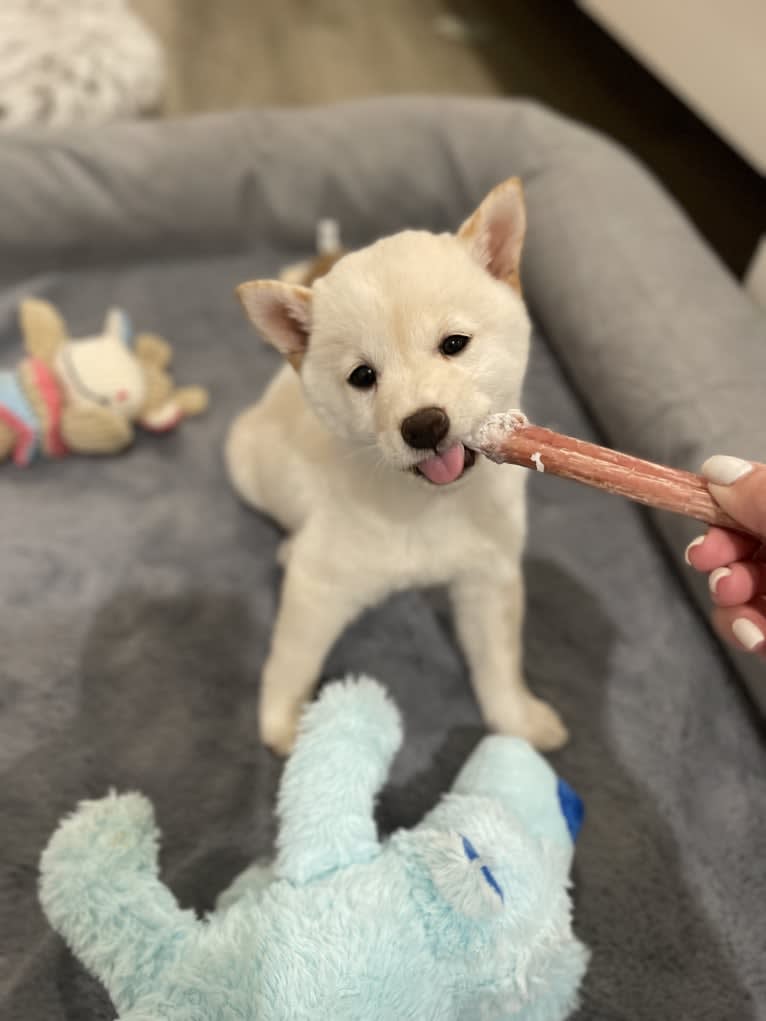 Kioko, a Shiba Inu tested with EmbarkVet.com