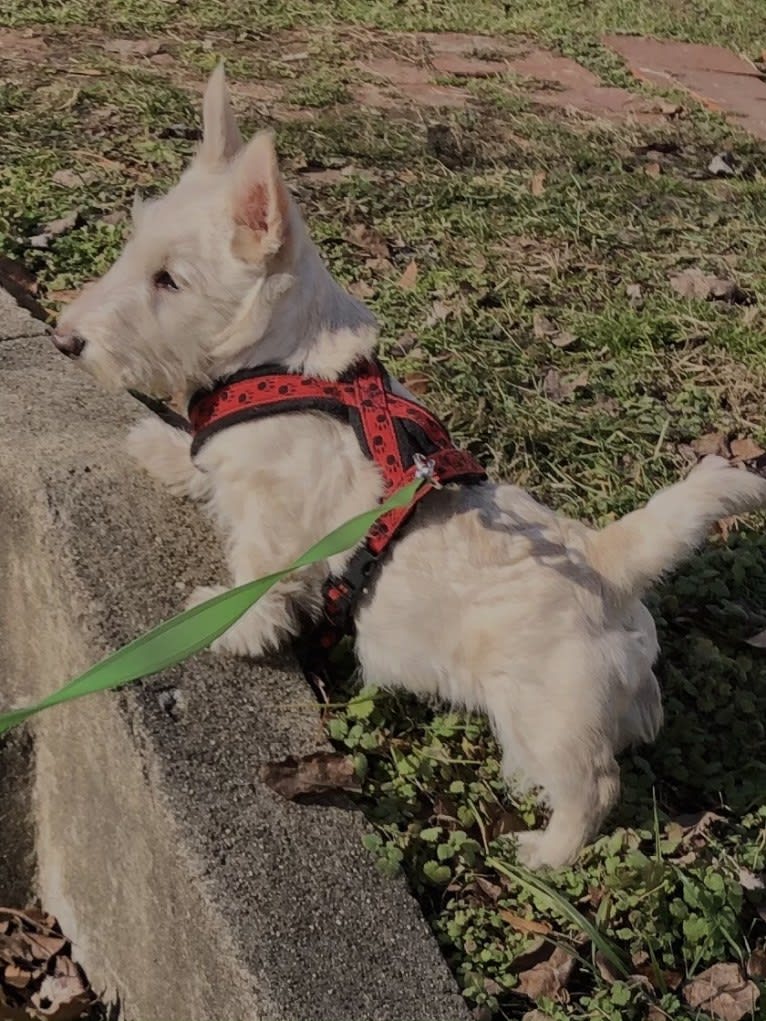 AFTERGLOW’S DREAMSICLE, a Scottish Terrier tested with EmbarkVet.com