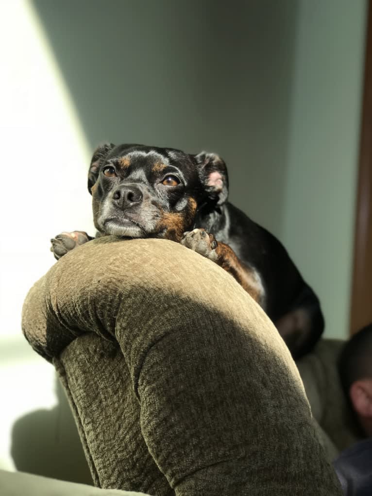 Jax, a Rat Terrier and Boston Terrier mix tested with EmbarkVet.com