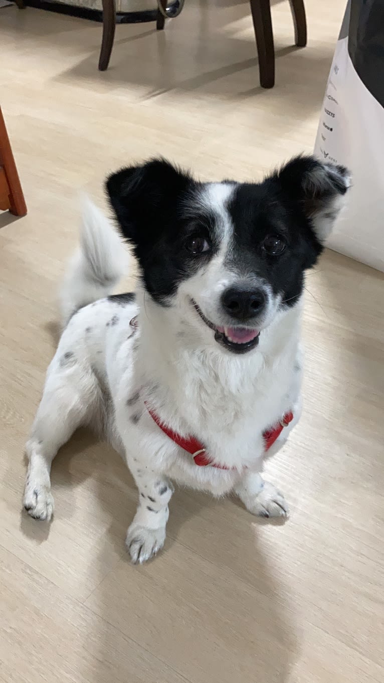 Merry, a Japanese or Korean Village Dog tested with EmbarkVet.com