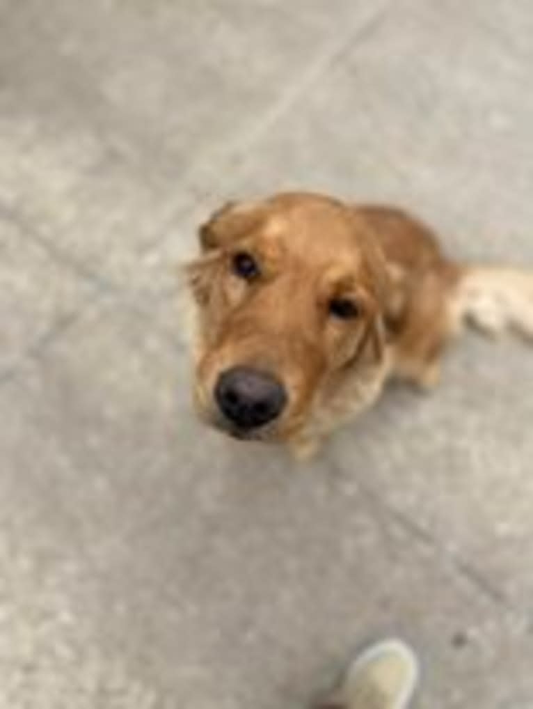 Mabel, a Golden Retriever tested with EmbarkVet.com