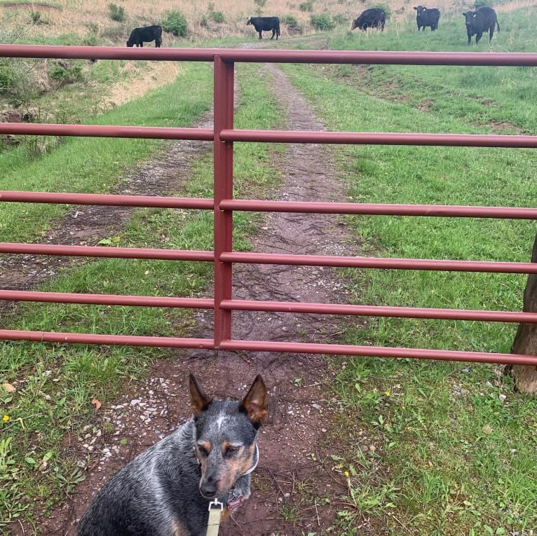 Tulip, an Australian Cattle Dog tested with EmbarkVet.com