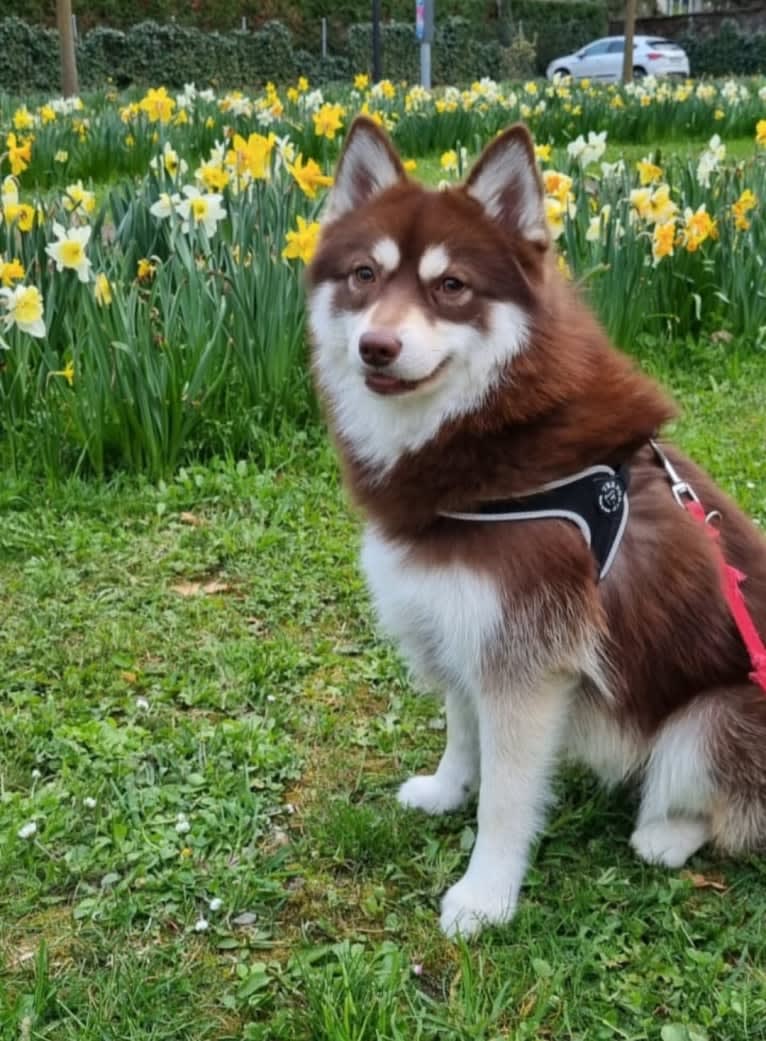 Marley, a Pomsky tested with EmbarkVet.com