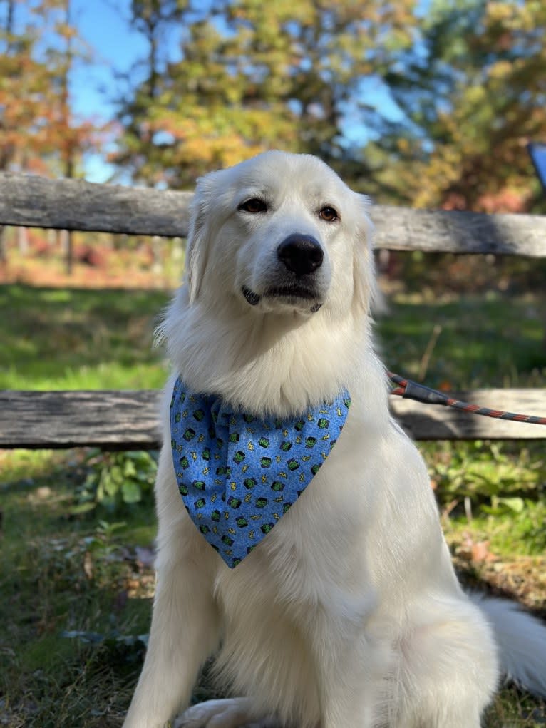 Tundra, a Great Pyrenees tested with EmbarkVet.com