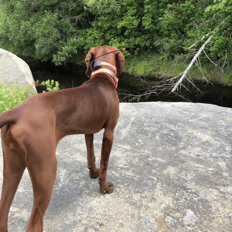 Piper, a Redbone Coonhound tested with EmbarkVet.com