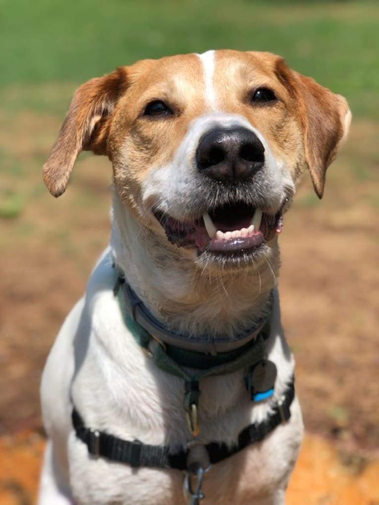 Brooks, an American Pit Bull Terrier and Australian Cattle Dog mix tested with EmbarkVet.com