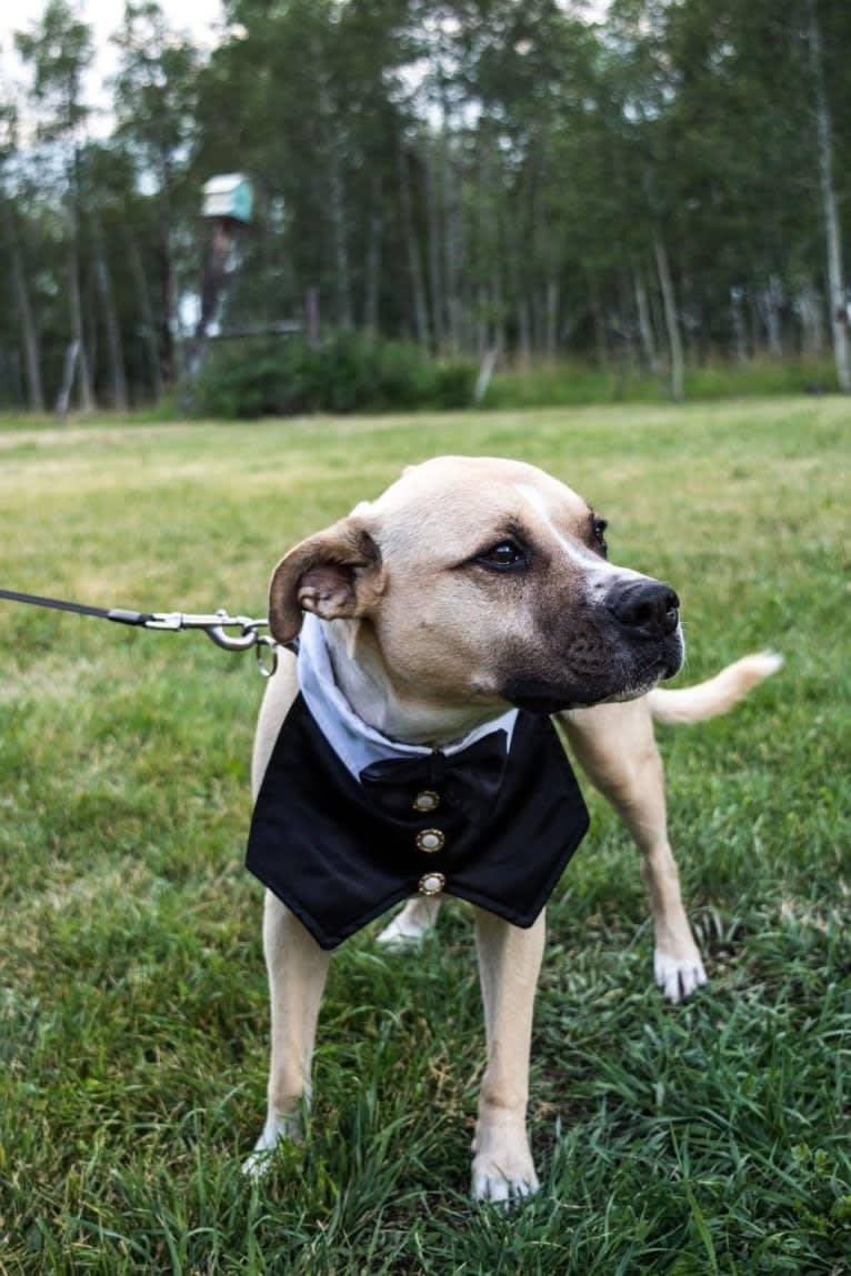 Pako, an American Pit Bull Terrier and American Staffordshire Terrier mix tested with EmbarkVet.com