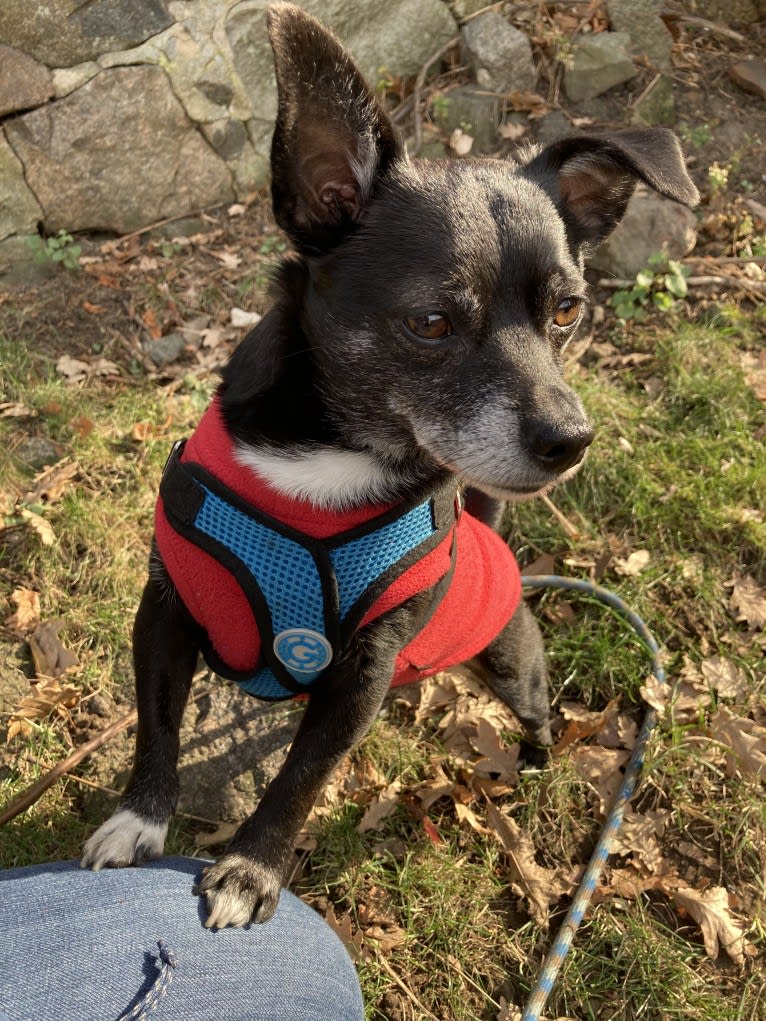 Remy, a Chihuahua and Poodle (Small) mix tested with EmbarkVet.com