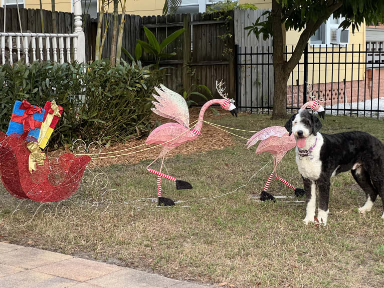 Steinway Grand, a Sheepadoodle tested with EmbarkVet.com