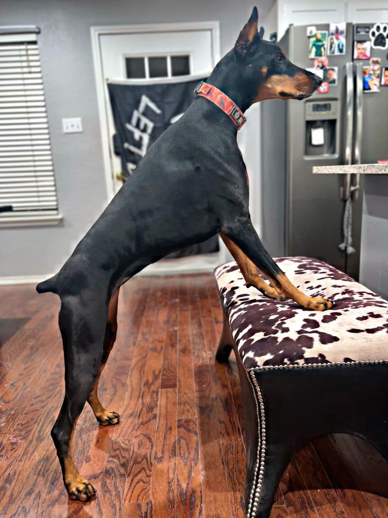 Lexie, a Doberman Pinscher tested with EmbarkVet.com