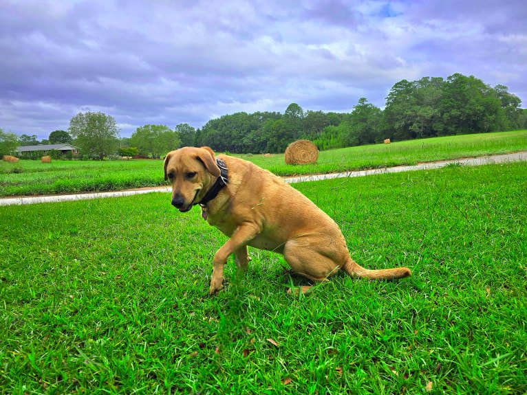 Molly, a Great Pyrenees and Golden Retriever mix tested with EmbarkVet.com