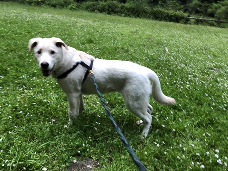 Ludo, a German Shepherd Dog and Border Collie mix tested with EmbarkVet.com