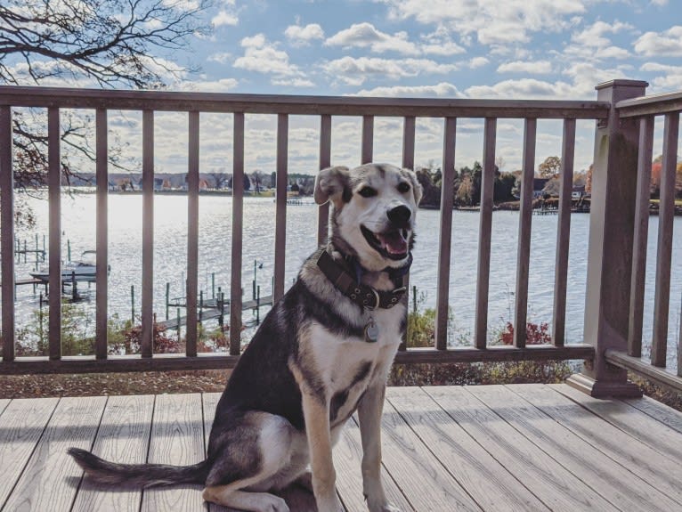 Finn, an Alaskan Malamute and Beagle mix tested with EmbarkVet.com