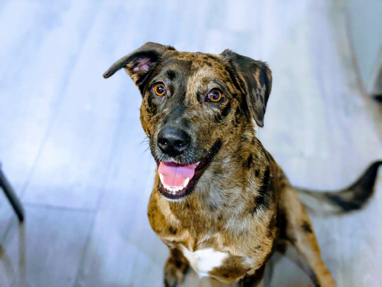 Blake, an American Bully and Dachshund mix tested with EmbarkVet.com