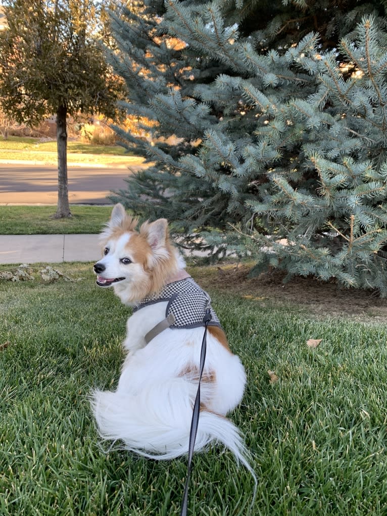 Ziggy, a Papillon and Maltese mix tested with EmbarkVet.com