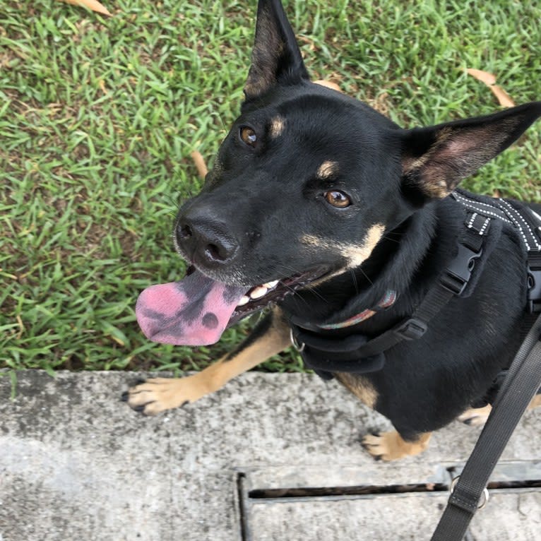 Ruby Forest, a Southeast Asian Village Dog tested with EmbarkVet.com