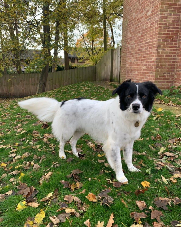 Oliver, a Border Collie and Australian Shepherd mix tested with EmbarkVet.com