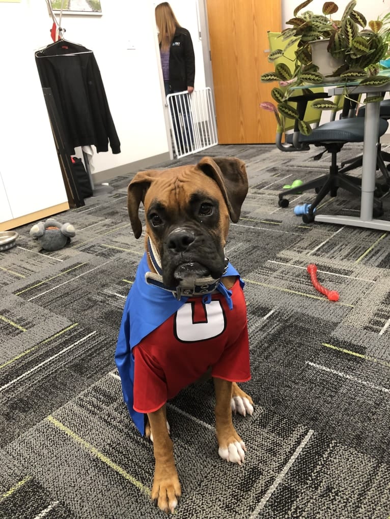 Zeus, a Boxer tested with EmbarkVet.com