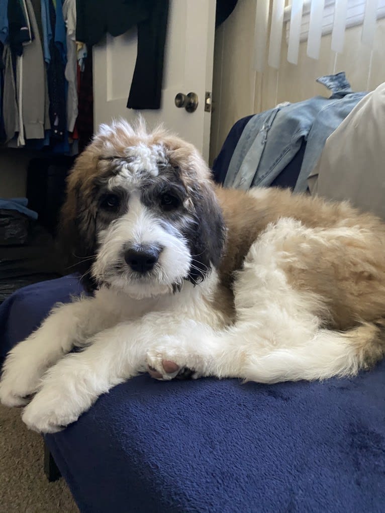 Moose, a St. Berdoodle tested with EmbarkVet.com