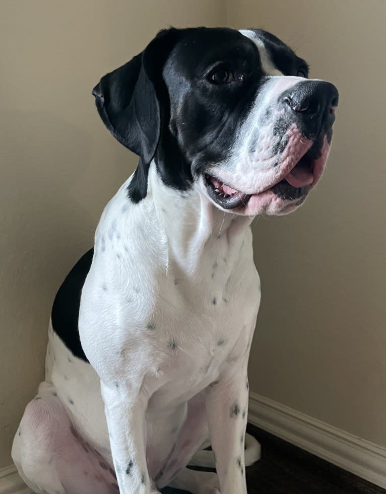 Finnegan, a Boxer and German Shorthaired Pointer mix tested with EmbarkVet.com