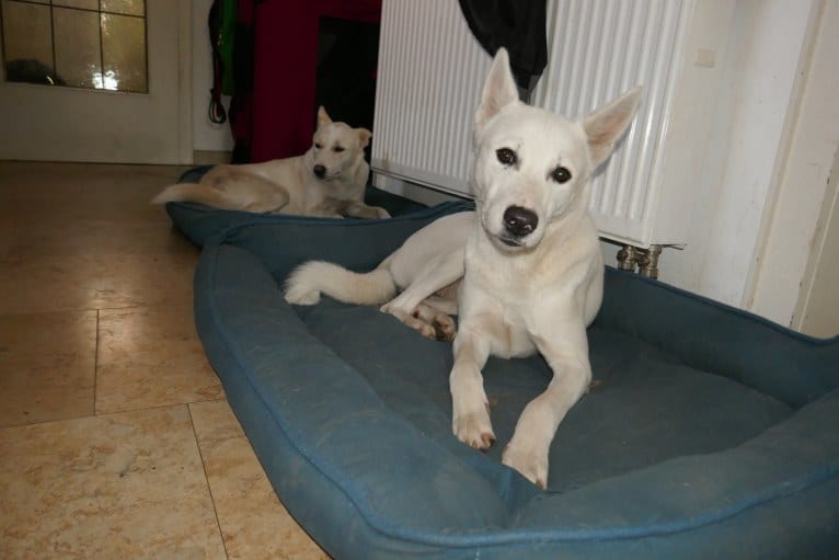 Suri, a Canaan Dog tested with EmbarkVet.com