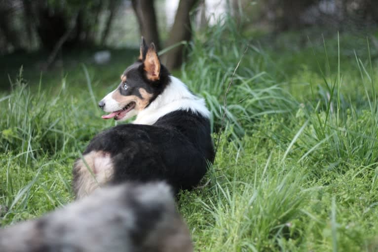 Butterball, a Pembroke Welsh Corgi tested with EmbarkVet.com