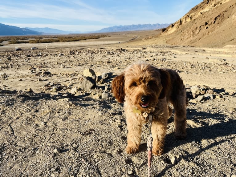 Cocoa, a Labradoodle tested with EmbarkVet.com