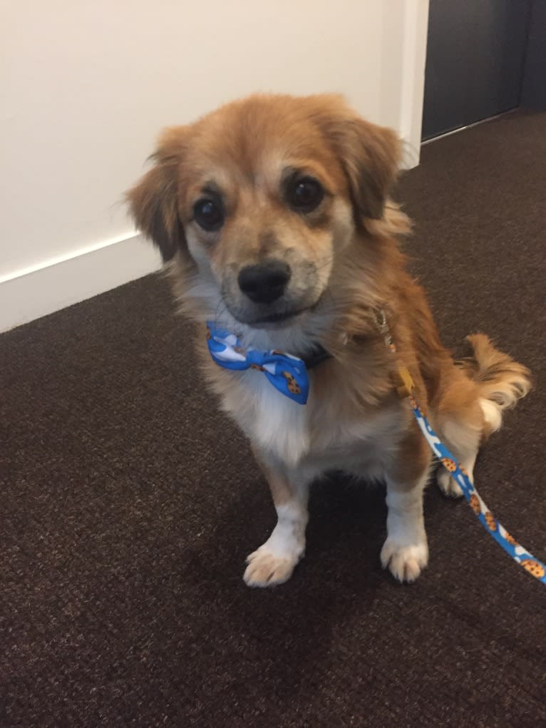 Lucky, a Chihuahua and Pekingese mix tested with EmbarkVet.com