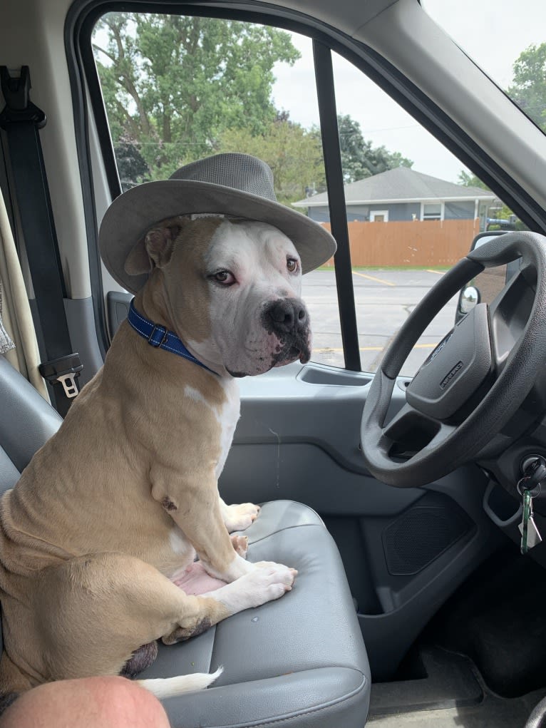 Rambo, an American Bully tested with EmbarkVet.com