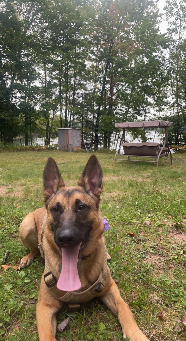 Ceder, a Belgian Malinois and German Shepherd Dog mix tested with EmbarkVet.com