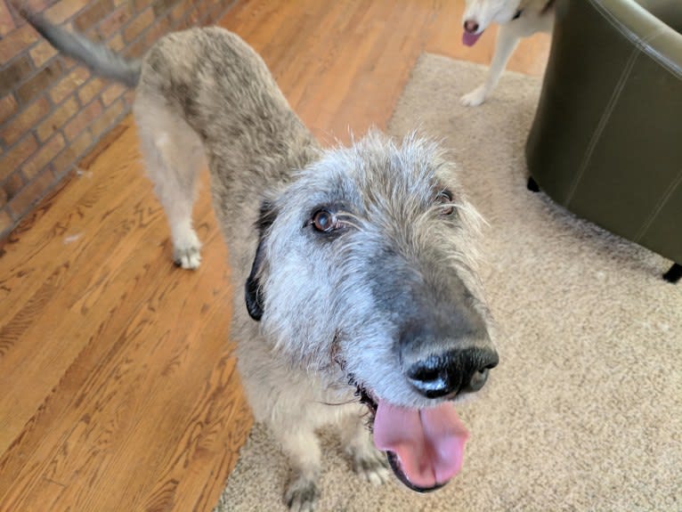 Shadow, an Irish Wolfhound tested with EmbarkVet.com