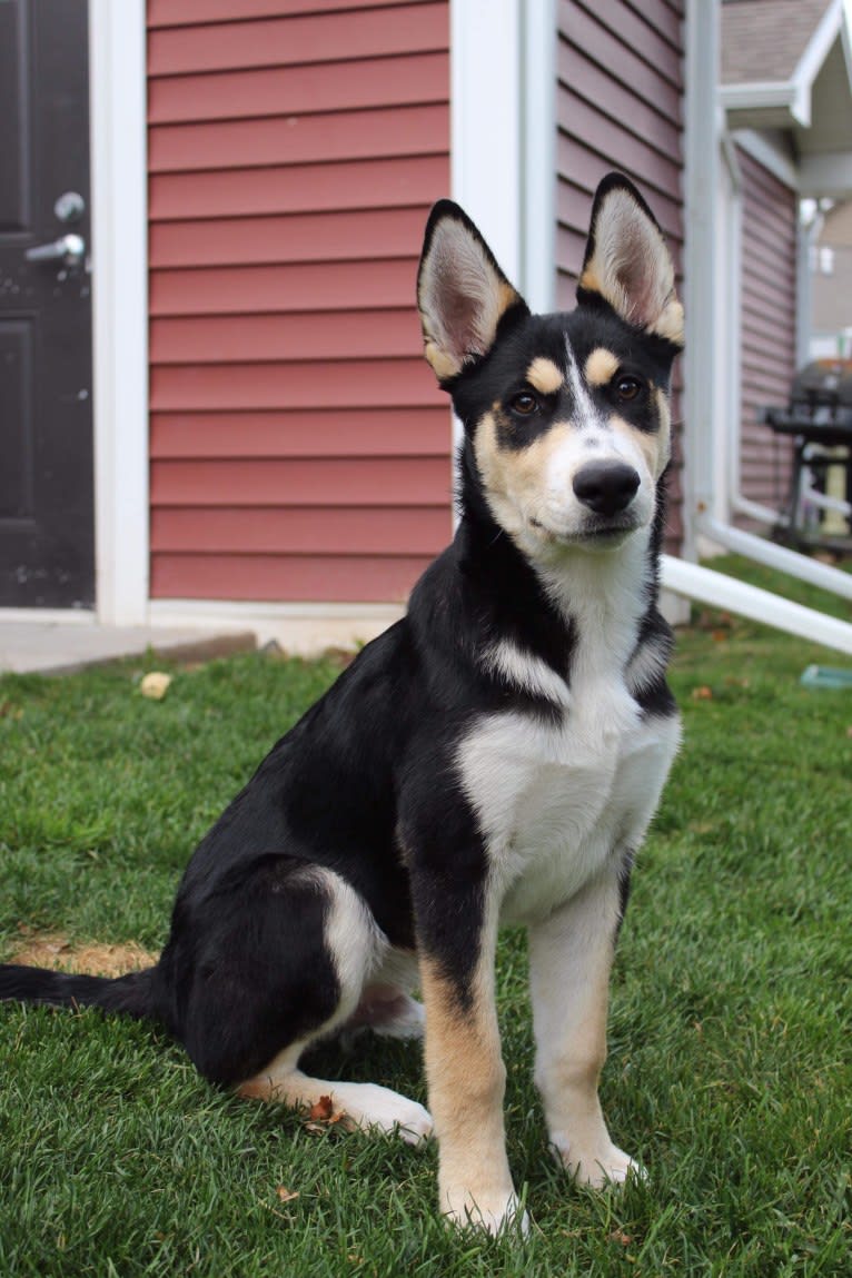 Sköll, a Siberian Husky and German Shepherd Dog mix tested with EmbarkVet.com