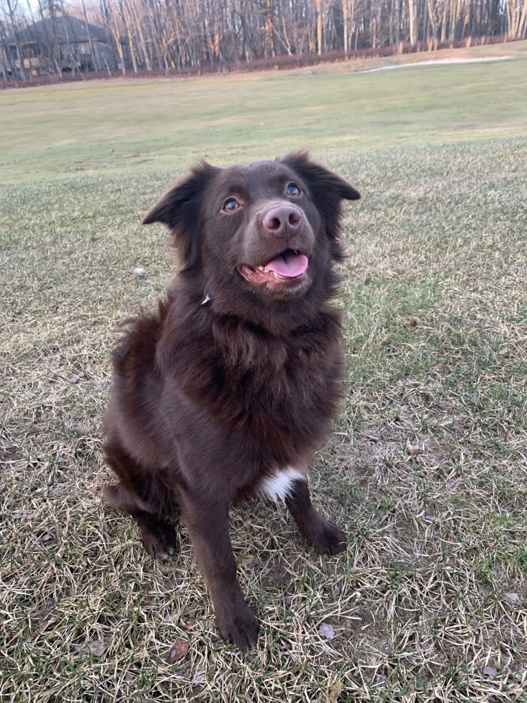 Snickers, an Australian Shepherd tested with EmbarkVet.com