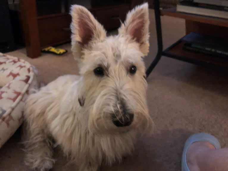 Emmy, a Scottish Terrier tested with EmbarkVet.com