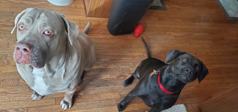 Garm, a Neapolitan Mastiff and Cane Corso mix tested with EmbarkVet.com